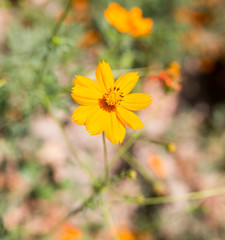 orange flower in nature