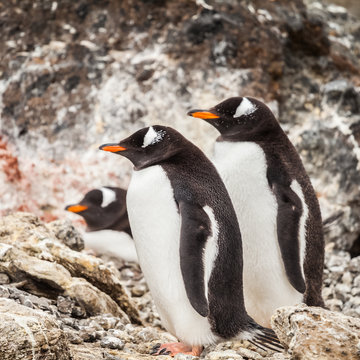 Penguin walk on the islands