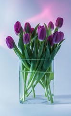 Purple tulips in a glass vase with a pink halo in the background