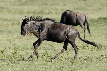 Obraz na płótnie Canvas Gnou bleu, Gnou à queue noire, Connochaetes taurinus, migration, Parc national du Serengeti, Tanzanie