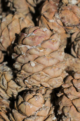 The fruit of the cedar bump