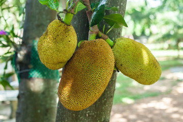 Jackfruit Tree and three jackfruits