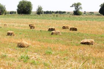 Fototapeta na wymiar bundle of hay on the field