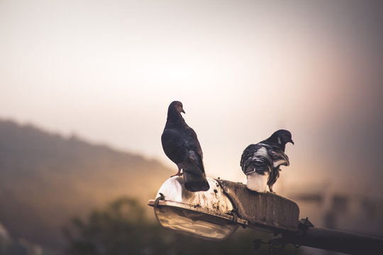 Doves in urban scene photograph