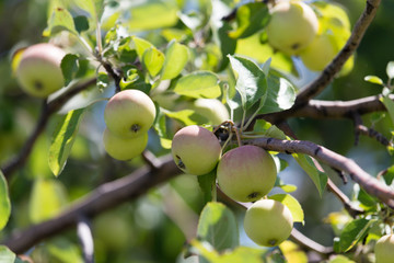 apples on the tree in nature