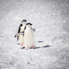 penguin walking on  snow