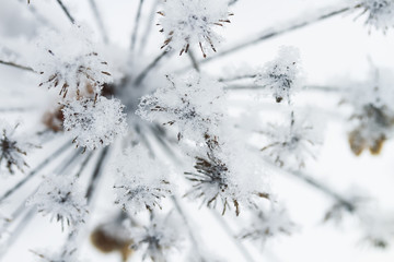 prickly grass covered with white fluffy snow