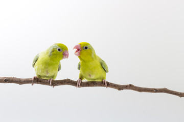 Fototapeta na wymiar Pastel Green Forpus Bird Chick