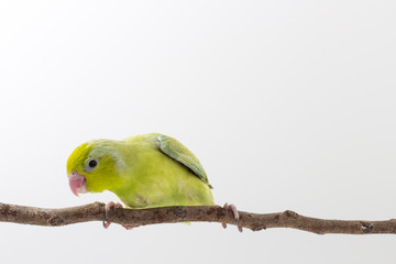 Pastel Green Forpus Bird Chick