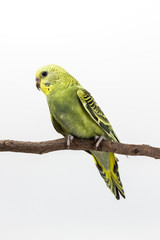 Budgarigar, Budgie Bird