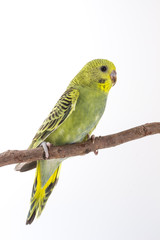 Budgarigar, Budgie Bird