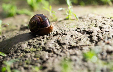 snail on the ground in nature
