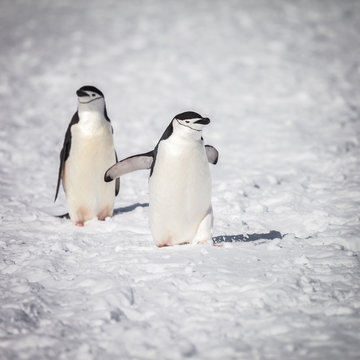 penguin walking on  snow