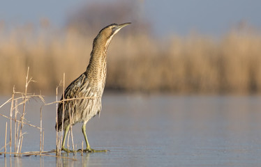 Bittern