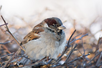 young sparrow on branch