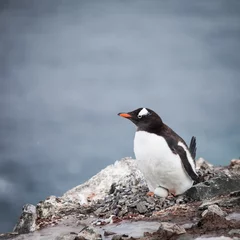 Crédence de cuisine en verre imprimé Pingouin penguin and egg