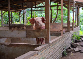 Rural pigsty