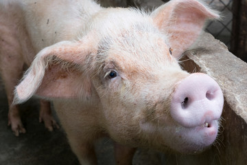 Young pink pig at rural pigsty, cute swine portrait