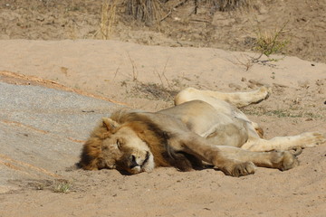 Lion lying supine