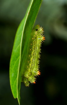 Poisonous Caterpillars, Order Lepidoptera