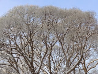 The branches of elm in winter, covered with hoarfrost