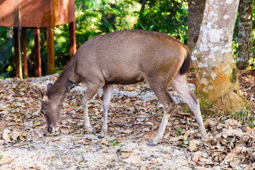 female deer during fall