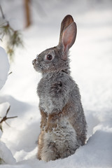 Obraz premium snow rabbit, hare winter