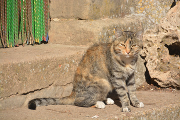 gato callejero © uzkiland