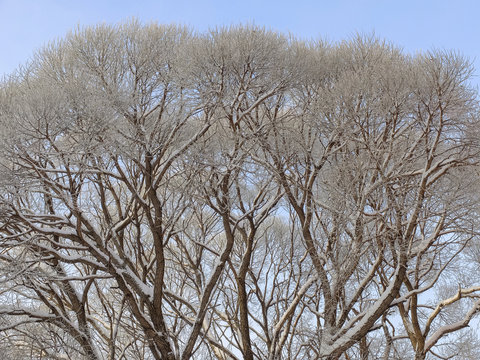 The branches of elm in winter, covered with hoarfrost