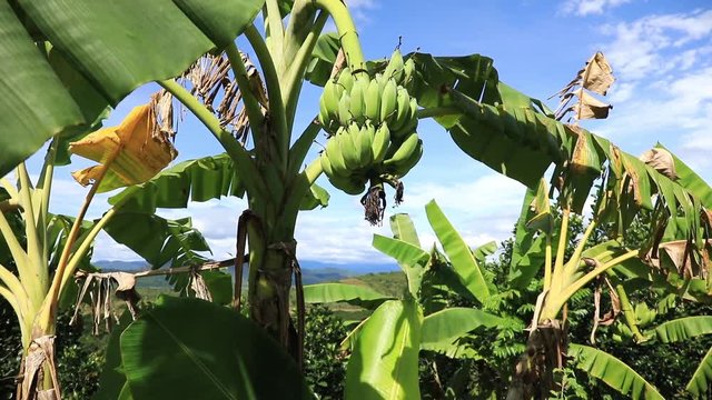 Banana plantations in the highlands of Eastern Vietnam, province of Lam Dong.
