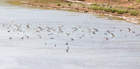 flock of gulls on the river