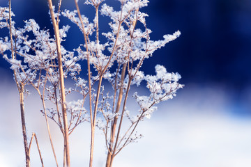 Grass branches frozen in the ice. Frozen grass branch in winter. Branch covered with snow