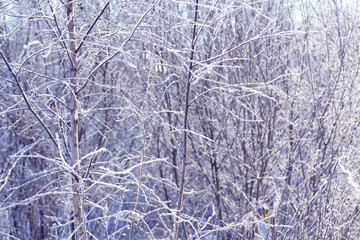 Tree branches frozen in the ice. Frozen tree branch in winter forest. Branch covered with snow