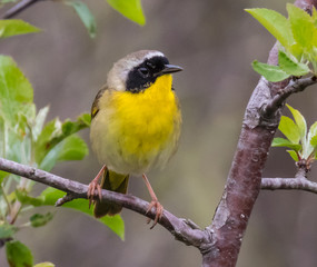 COMMON YELLOWTHROAT