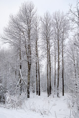 Fototapeta premium Winter landscape, Zmny park. A clear winter day in the park. Beautiful winter day. Trees in the snow.