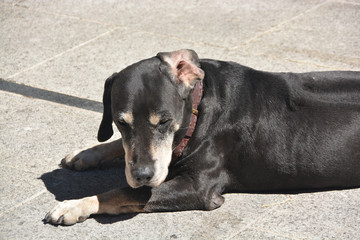 perro descansando