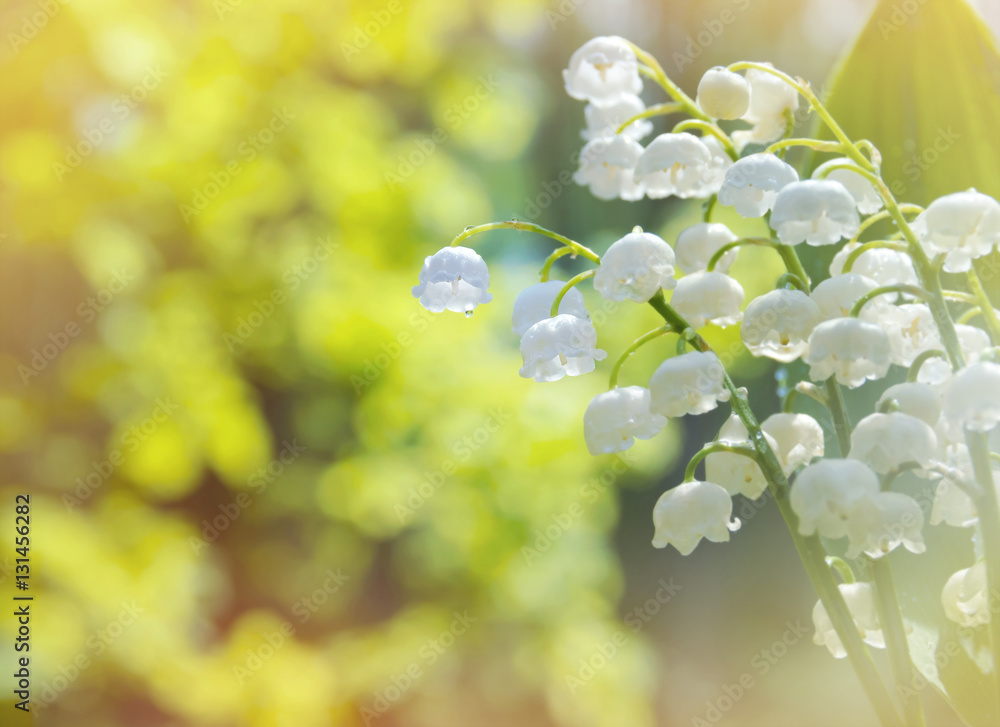 Poster spring background with lilies of the valley in drops of water after rain