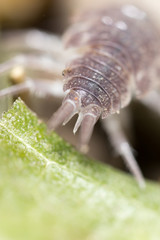 beetle wood louse in the ground. macro