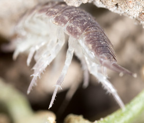 beetle wood louse in the ground. macro