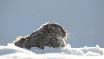 snow rabbit, hare winter