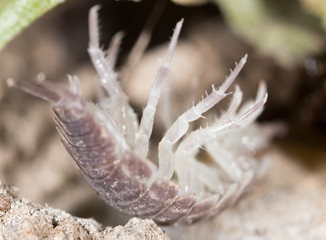 beetle wood louse in the ground. macro