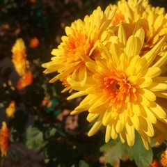 yellow aster
