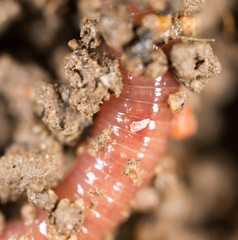 red worm in the ground. macro