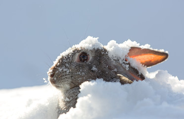 Naklejka premium snow rabbit, hare winter