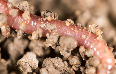 red worm in the ground. macro