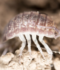 beetle wood louse in the ground. macro
