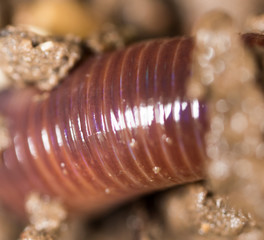 red worm in the ground. macro