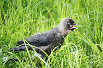 A young jackdaw 