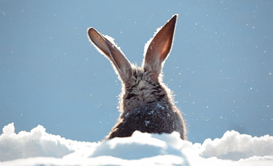Naklejka premium bunny ears in snow