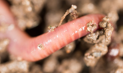 red worm in the ground. macro